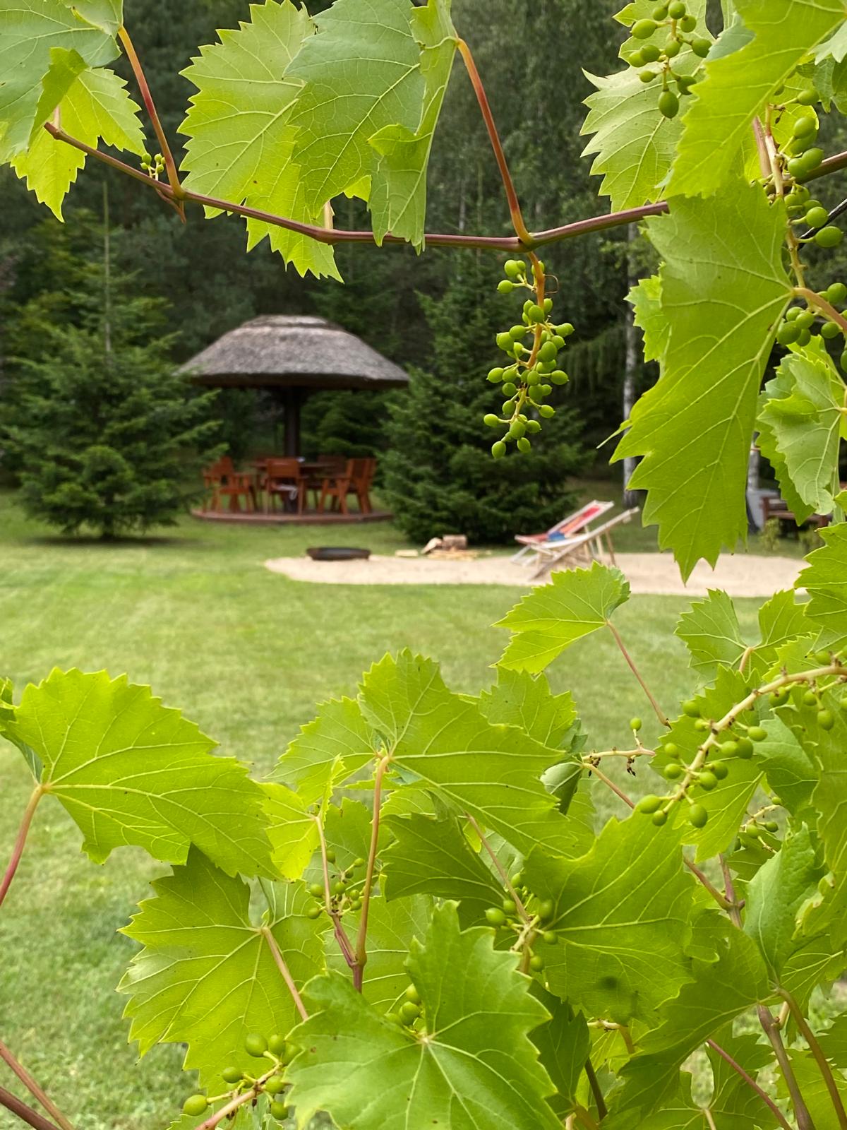 Oddech Lasu